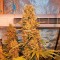 Семена сорта Blue Thai fem (Dinafem Seeds)