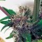 Семена сорта Buddha Purple Kush auto fem