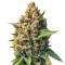 Семена сорта Misty Kush reg