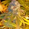 Семена сорта Purple Afghan Kush fem (Dinafem Seeds)