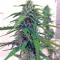 Семена сорта Botafumeiros fem (Sweet Seeds)