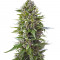 Микс семян конопли Auto Collection #2 (00 Seeds)