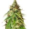Семена сорта Ganj-nam Style fem (Dr. Krippling Seeds)