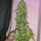 Семена сорта Auto Pineapple Glue fem (Advanced Seeds)