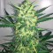 Сорт конопли Blue Kush Autoflowering 