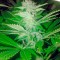 Семена сорта Desert Diesel fem