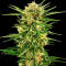 Семена сорта Durban Poison Auto fem (Семяныч)
