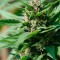 Семена сорта Pink Plant fem