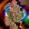 Семена сорта Green Poison Auto fem (Семяныч)