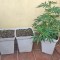 Семена сорта Sumo's OG Kush Auto fem (Sumo Seeds)