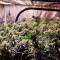 Семена сорта Satori x Mountain Gold regular (Mandala Seeds)