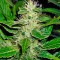 Семена сорта White Russian fem (Serious Seeds)
