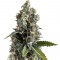Семена сорта Ak 74 fem (Trikoma Seeds)