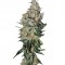 Семена сорта NYC Diesel fem (Sweet Seeds)