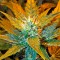Семена сорта Afghan Kush X White Widow fem (World of Seeds)
