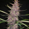 Семена сорта Auto Blackberry Kush fem (Dutch Passion)