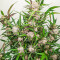 Семена сорта Auto Mimosa Punch fem (Dutch Passion)