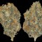 Семена сорта CBD-Chronic fem (Serious Seeds)