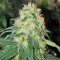 Семена конопли California Hash Plant 