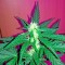 Семена сорта Critical + Autoflowering fem (Dinafem Seeds)