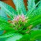 Семена сорта Serious 6 reg (Serious Seeds)