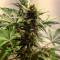 Семена сорта Super Glue #4 Auto fem (High Speed ​​Buds)