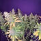 Семена сорта Ultimate Lemon Haze Auto fem (Семяныч)