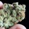 Семена сорта White Caramel Cookie fem (Sumo Seeds)