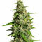 Семена сорта Auto Ak (Auto Ak 47) fem (Семяныч)