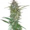 Семена сорта C13 Haze fem