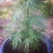 Семена сорта Cheese fem (Vision Seeds)