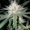 Семена сорта Critical Impact fem (Vision Seeds)