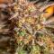 Семена сорта Durban Poison Auto fem (Семяныч)