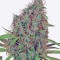 Семена сорта Dutch Haze fem