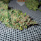 Семена сорта Fast Flowering Green Crack fem (Humboldt Seeds)