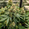 Семена сорта Gorilla Glue × Lemon Haze (7CH Seeds & Cali Buds Seeds)