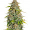 Семена сорта Papa's Candy fem