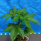 Семена сорта NYC Diesel fem (Sweet Seeds)