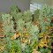 Семена сорта Ice fem (Nirvana Seeds)