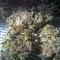 Семена сорта O.G. Kush fem (Royal Queen Seeds)