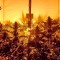Семена сорта Pure Power Plant reg (Nirvana Seeds)