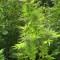 Семена сорта Purple Maroc fem (Female Seeds)