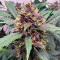Семена сорта Green Poison Auto fem (Семяныч)