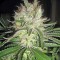 Семена сорта Smile fem (Kannabia Seed Company)