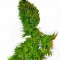 Семена сорта Super Silver fem (Dinafem Seeds)