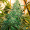 Семена сорта Satori x Mountain Gold regular (Mandala Seeds)