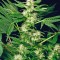 Семена сорта White Russian fem (Serious Seeds)