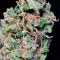 Семена сорта Red Diesel fem (Barney's Farm)