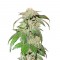 Семена сорта Canadian Kush fem