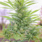 Семена сорта Sugar Black Rose reg (Delicious Seeds)